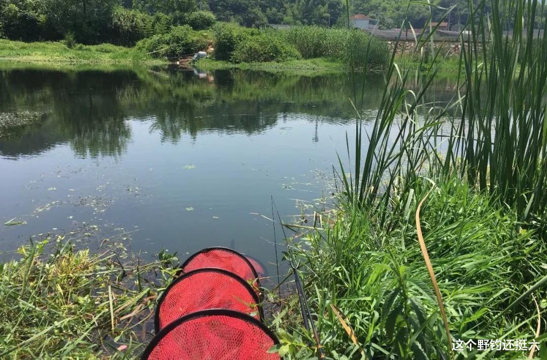 |解决夏季肥水鱼难钓！四方面入手有效针对，走出有鱼钓不到的困境