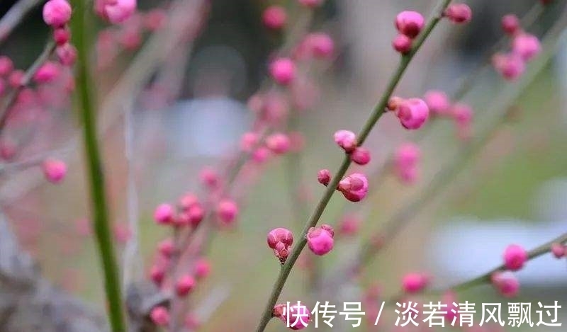 李桃&诗人郑谷一首梅花七律，芬芳盈袖，妍胜李桃，离情别绪，魂断楚桥